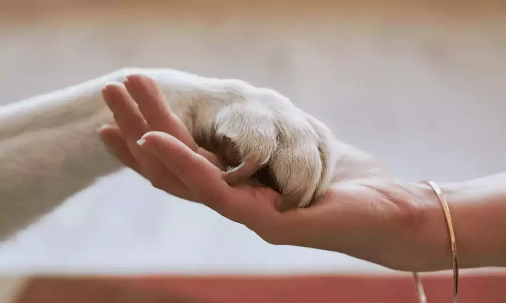 Dog pet holding hand of her owner in pain