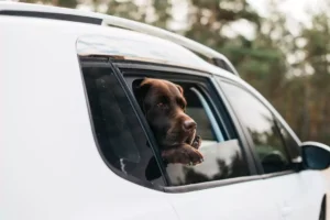 Deceased Pet Pick-Up & Drop-Off Service Image