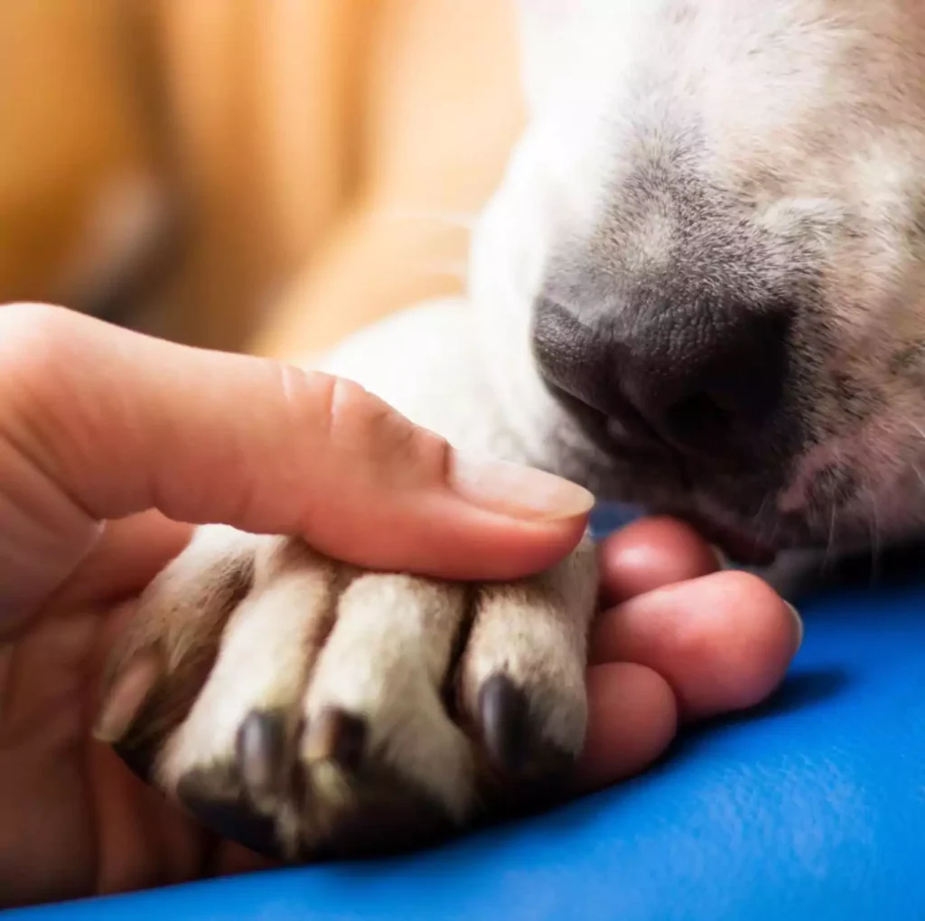 dog holding the hand of her owner