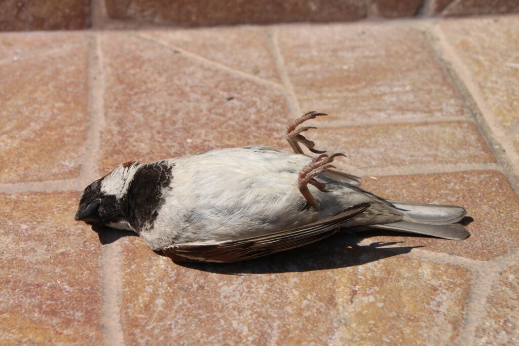 Dead Bird on Ground