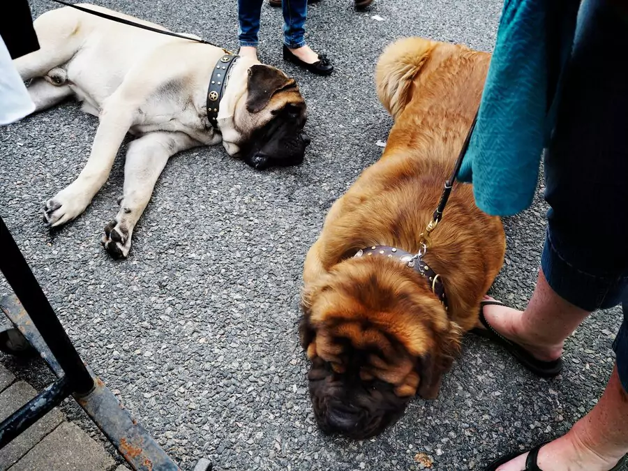 dead dog