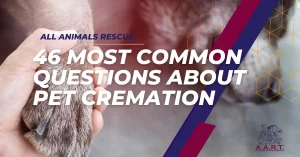 46 Most Common Questions About Pet Cremation