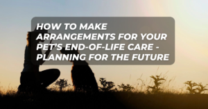 How to Make Arrangements for Your Pet’s End-of-Life Care - planning for end of life care