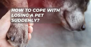 How To Cope With Losing A Pet Suddenly? Resources and Support Groups in Phoenix, AZ