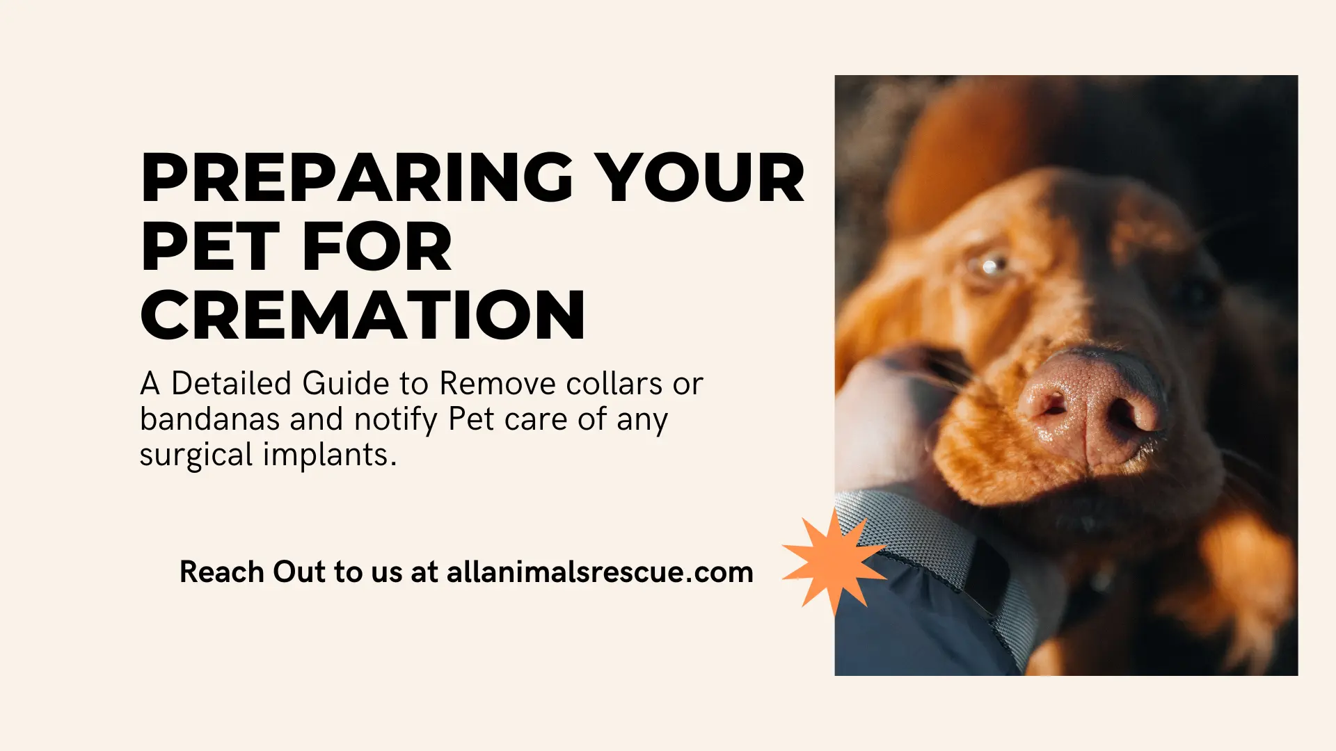 Preparing Your Pet For Cremation a guide to dog collars and any bandanas etc from the pet before coming. anysurgical implants on pet, etc.